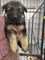 Purple Girl , a male German Shepherd Dog for sale in Fitzgerald, GA – 4 of 9
