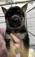 Dark Green Boy, a male German Shepherd Dog for sale in Fitzgerald, GA – 5 of 8
