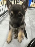 Yellow Boy, a male German Shepherd Dog for sale in Fitzgerald, GA – 6 of 8