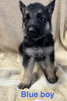Blue Boy, a male German Shepherd Dog for sale in Fitzgerald, GA – 8 of 8