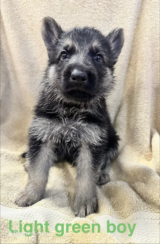 Light Green Boy – German Shepherd Dog puppy for sale in Fitzgerald, GA