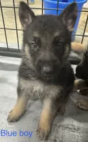 Blue Boy, a male German Shepherd Dog for sale in Fitzgerald, GA – 7 of 8