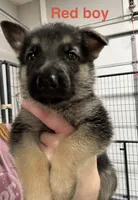 Red Boy, a male German Shepherd Dog for sale in Fitzgerald, GA – 2 of 9