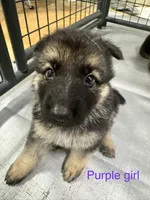 Purple Girl , a male German Shepherd Dog for sale in Fitzgerald, GA – 7 of 9