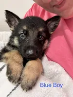 Blue Boy, a male German Shepherd Dog for sale in Fitzgerald, GA – 3 of 8