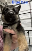 Blue Boy, a male German Shepherd Dog for sale in Fitzgerald, GA – 6 of 8