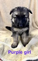 Purple Girl , a male German Shepherd Dog for sale in Fitzgerald, GA – 9 of 9