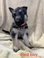 Red Boy, a male German Shepherd Dog for sale in Fitzgerald, GA – 9 of 9