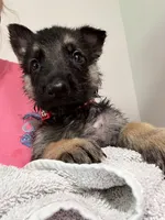 Red Boy, a male German Shepherd Dog for sale in Fitzgerald, GA – 6 of 9