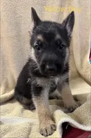Yellow Boy, a male German Shepherd Dog for sale in Fitzgerald, GA – 8 of 8