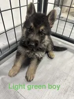 Light Green Boy, a male German Shepherd Dog for sale in Fitzgerald, GA – 3 of 9