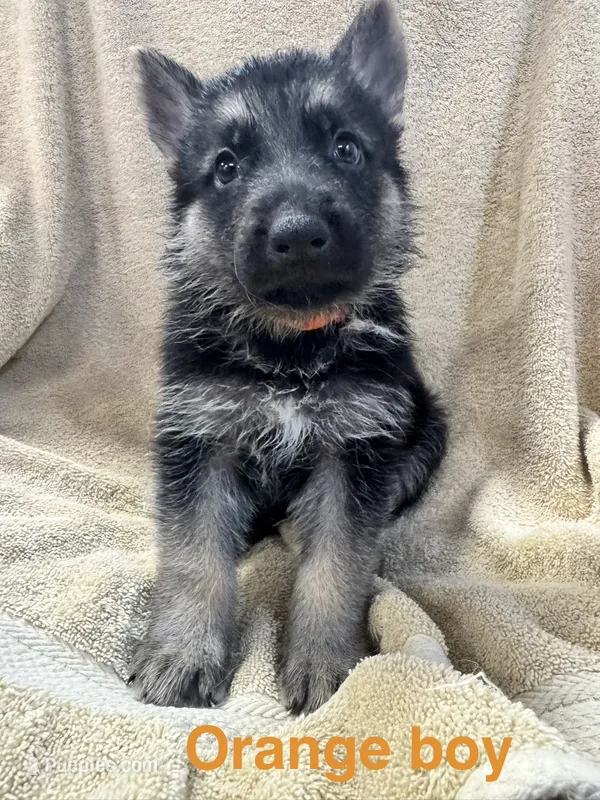 Orange Boy – German Shepherd Dog puppy for sale in Fitzgerald, GA