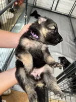 Purple Girl , a male German Shepherd Dog for sale in Fitzgerald, GA – 6 of 9