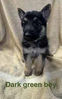 Dark Green Boy, a male German Shepherd Dog for sale in Fitzgerald, GA – 7 of 8