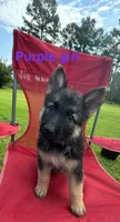 Purple Girl , a female German Shepherd Dog for sale in Fitzgerald, GA – 1 of 10