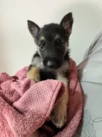 Yellow Boy, a male German Shepherd Dog for sale in Fitzgerald, GA – 5 of 8
