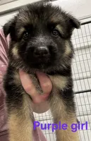 Purple Girl , a male German Shepherd Dog for sale in Fitzgerald, GA – 8 of 9