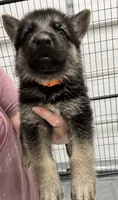 Orange Boy, a male German Shepherd Dog for sale in Fitzgerald, GA – 2 of 8