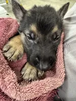 Yellow Boy, a male German Shepherd Dog for sale in Fitzgerald, GA – 3 of 8