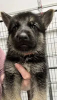 Orange Boy, a male German Shepherd Dog for sale in Fitzgerald, GA – 6 of 8