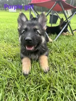 Purple Girl , a female German Shepherd Dog for sale in Fitzgerald, GA – 3 of 10