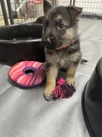Red Boy, a male German Shepherd Dog for sale in Fitzgerald, GA – 7 of 9