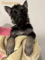 Orange Boy, a male German Shepherd Dog for sale in Fitzgerald, GA – 3 of 8