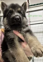 Light Green Boy, a male German Shepherd Dog for sale in Fitzgerald, GA – 7 of 9