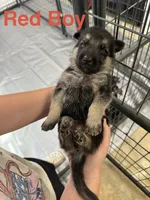 Red Boy, a male German Shepherd Dog for sale in Fitzgerald, GA – 4 of 9