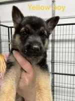 Yellow Boy, a male German Shepherd Dog for sale in Fitzgerald, GA – 2 of 8