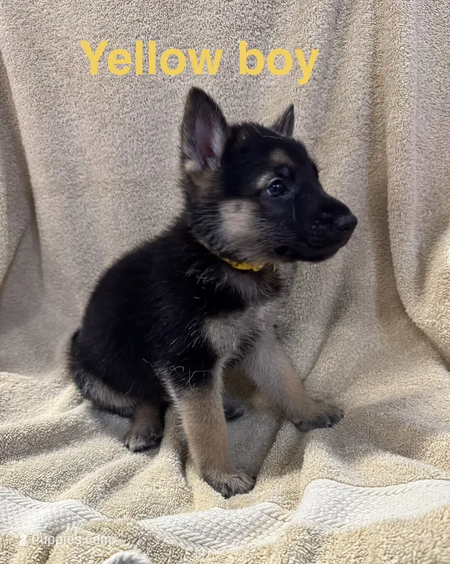 Yellow Boy – German Shepherd Dog puppy for sale in Fitzgerald, GA