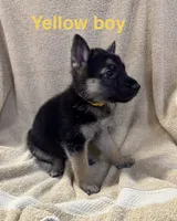 Yellow Boy, a male German Shepherd Dog for sale in Fitzgerald, GA – 1 of 8