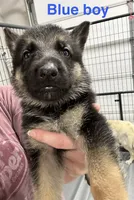 Blue Boy, a male German Shepherd Dog for sale in Fitzgerald, GA – 2 of 8