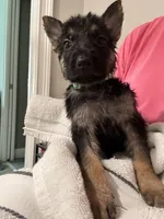 Light Green Boy, a male German Shepherd Dog for sale in Fitzgerald, GA – 5 of 9