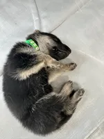 Light Green Boy, a male German Shepherd Dog for sale in Fitzgerald, GA – 6 of 9