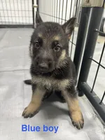 Blue Boy, a male German Shepherd Dog for sale in Fitzgerald, GA – 5 of 8