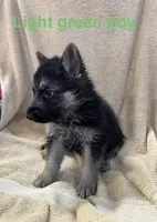 Light Green Boy, a male German Shepherd Dog for sale in Fitzgerald, GA – 9 of 9