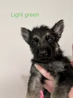 Light Green Boy, a male German Shepherd Dog for sale in Fitzgerald, GA – 4 of 9