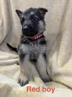 Red Boy, a male German Shepherd Dog for sale in Fitzgerald, GA – 8 of 9