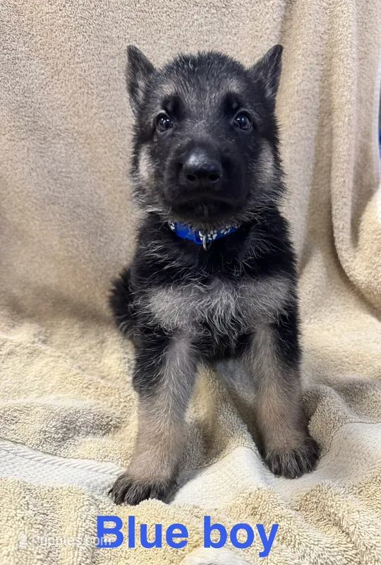 Blue Boy – German Shepherd Dog puppy for sale in Fitzgerald, GA