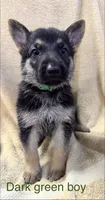 Dark Green Boy, a male German Shepherd Dog for sale in Fitzgerald, GA – 6 of 8