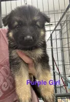 Purple Girl , a male German Shepherd Dog for sale in Fitzgerald, GA – 3 of 9