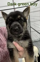 Dark Green Boy, a male German Shepherd Dog for sale in Fitzgerald, GA – 2 of 8