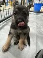 Yellow Boy, a male German Shepherd Dog for sale in Fitzgerald, GA – 7 of 8