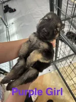 Purple Girl , a male German Shepherd Dog for sale in Fitzgerald, GA – 5 of 9