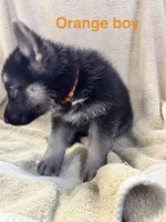 Orange Boy, a male German Shepherd Dog for sale in Fitzgerald, GA – 8 of 8
