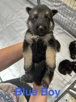 Blue Boy, a male German Shepherd Dog for sale in Fitzgerald, GA – 4 of 8