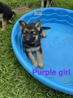 Purple Girl , a female German Shepherd Dog for sale in Fitzgerald, GA – 2 of 10