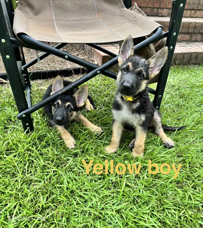 Yellow Boy – German Shepherd Dog puppy for sale in Fitzgerald, GA