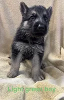 Light Green Boy, a male German Shepherd Dog for sale in Fitzgerald, GA – 8 of 9